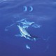 ＤＲＥＡＭ　ＤＯＬＰＨＩＮ「１２ＤＯＬＰＨＩＮＳ　ＬＥＡＶＥ　ＴＨＥ　ＰＬＡＮＥＴ／ＴＨＥ　ＢＥＳＴ　ＯＦ　ＤＲＥＡＭ　ＤＯＬＰＨＩＮ」