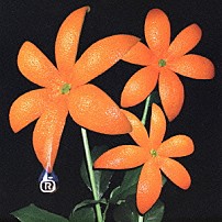 ＯＲＡＮＧＥ　ＲＡＮＧＥ 「花」