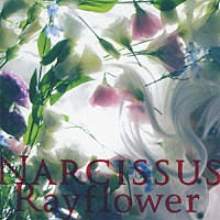 Ｒａｙｆｌｏｗｅｒ「 ＮＡＲＣＩＳＳＵＳ」