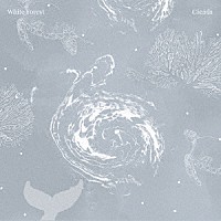 シカーダ「 Ｗｈｉｔｅ　Ｆｏｒｅｓｔ」