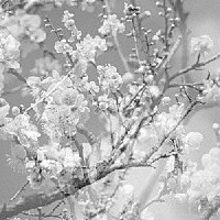 菊地雅章「 花道　～ファイナル・スタジオ・レコーディング　Ｖｏｌ．２」