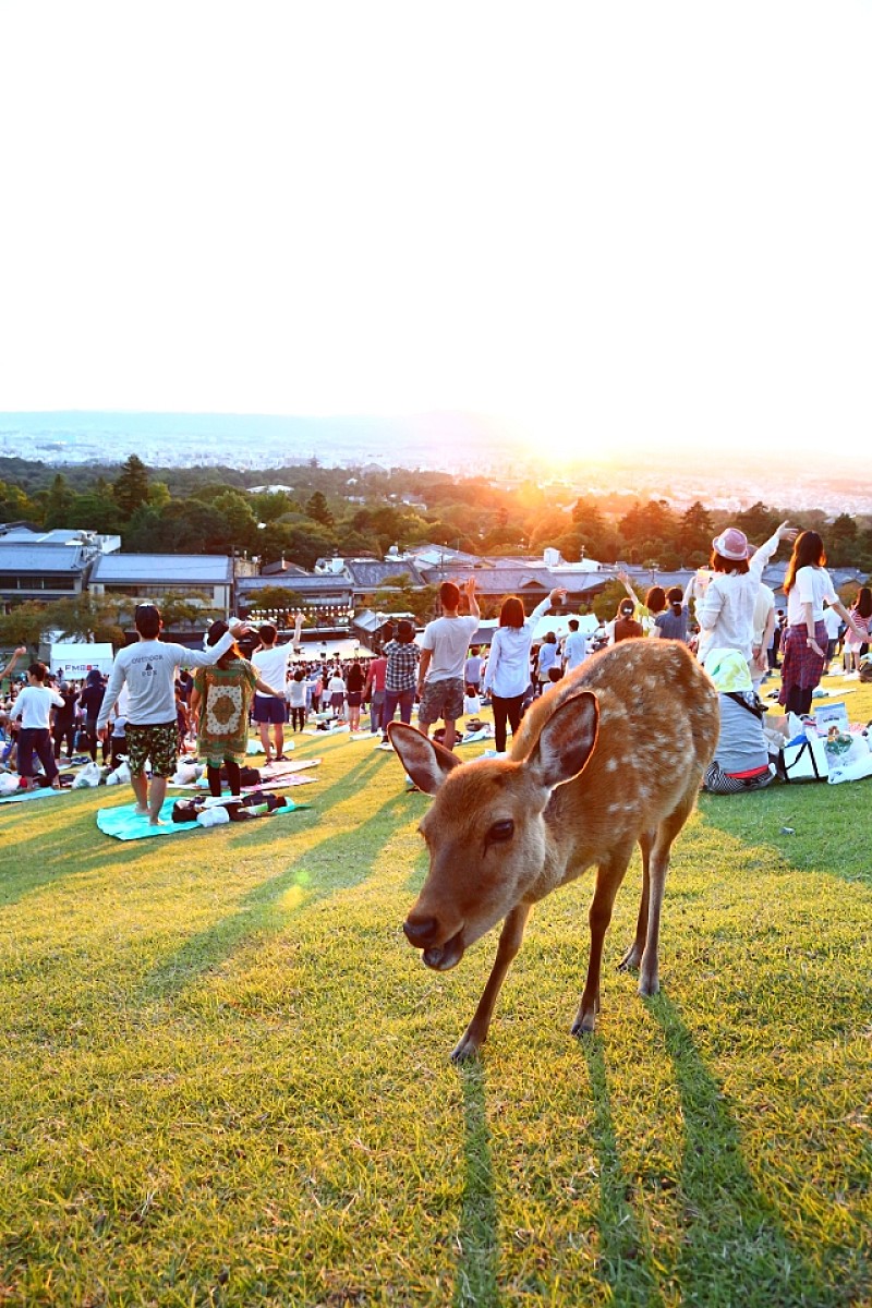 奈良の鹿もうっとり【若草山 MUSIC FESTIVAL 2014】秋風に包まれた心地よいライブレポー