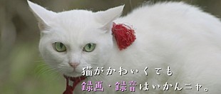 「北村一輝主演『猫侍 南の島へ行く』マナーCM完成「携帯電話の電源は、斬るべし！」」