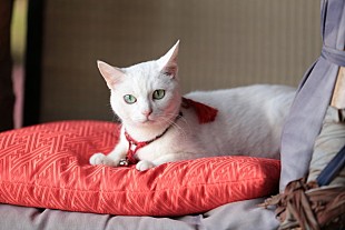 「北村一輝主演『猫侍 南の島へ行く』萌え映像アリのスペシャル映像劇場公開」