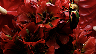 「world's end girlfriend 新AL『LAST WALTZ』より青木裕（downy）参加の「Crystal Chrysalis」MV公開」