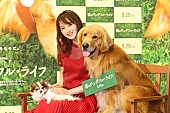 佐々木希「佐々木希、愛犬との出会いを語る　「ビビッときて、急いでお金を下ろしに…」」1枚目/1