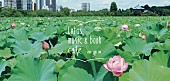 高田漣「本と音楽のちいさなフェス【Lotus music＆book cafe &amp;#039;18】追加出演者＆出店店舗決定」1枚目/9