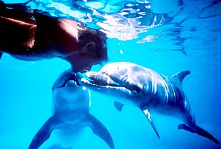 「『グラン・ブルー』のモデルとなった伝説のダイバーの生涯とは　映画 『ドルフィン・マン』先行試写会に5組10様ご招待」