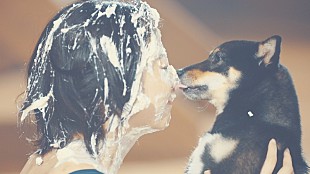 「豆柴の大群が落とし穴＆タライ＆熱湯風呂、藤井健太郎監督の「走れ豆柴」MV公開」