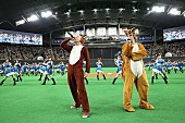 イルヴィス「きつねダンス「ザ・フォックス」歌うイルヴィス、札幌ドームでファイターズガールらとコラボ」1枚目/5