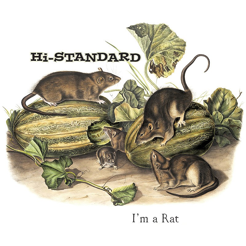 Hi-STANDARD「Hi-STANDARD「I’M A RAT」が、米所属レーベルから7インチ・ピクチャー・ディスクでリリース」1枚目/2
