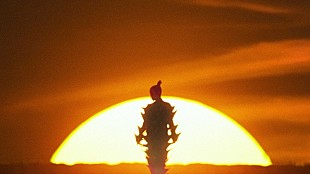 「Awich、300人のダンサーと娘Toyomiも出演＆沖縄で撮影した「THE UNION」MV公開へ」