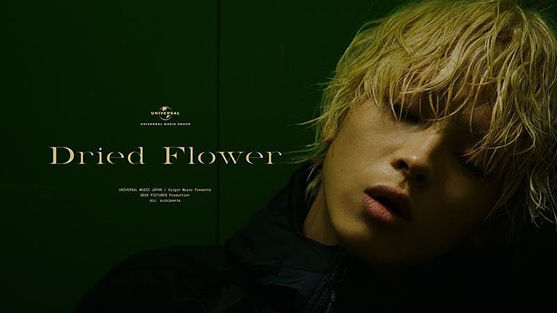 imase「imase、 新曲「Dried Flower」配信＆MV公開」1枚目/3