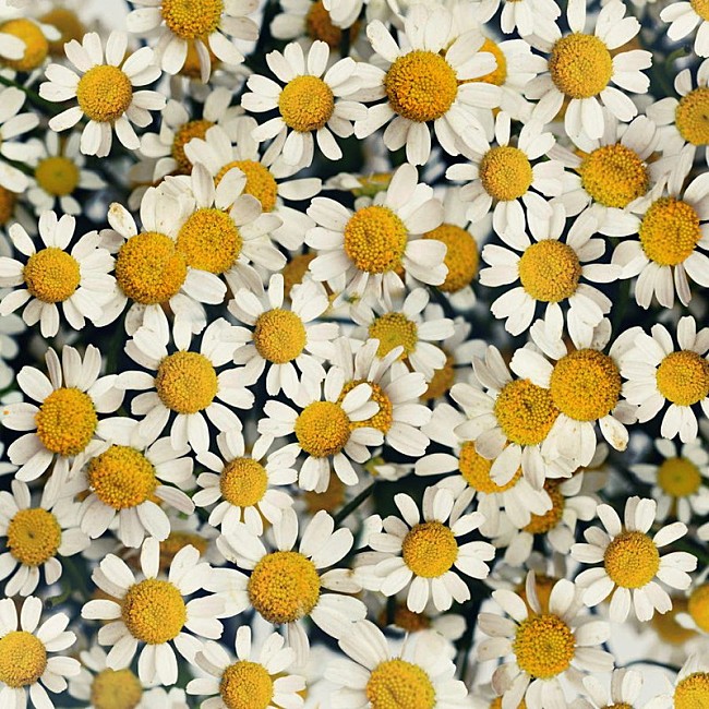 「NakamuraEmi 配信シングル「デイジー」」2枚目/2