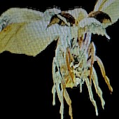 「Tele、ツアーと同タイトルの新曲「蟲」を12/10にリリース」1枚目/2